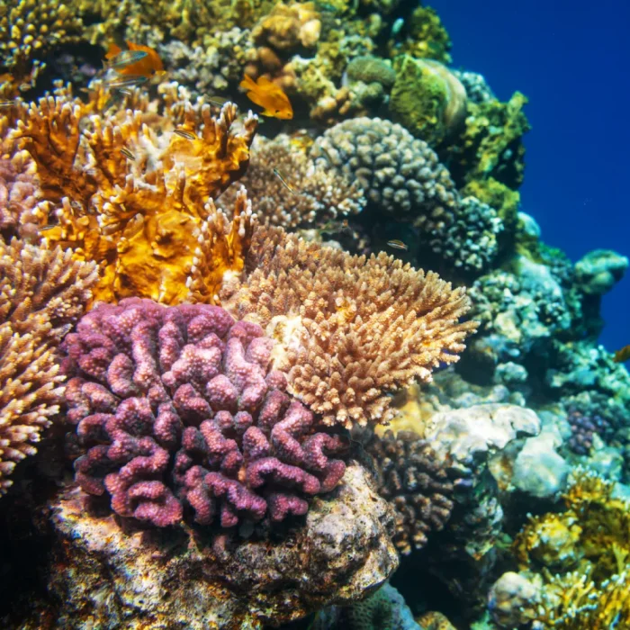 Colourful coral reef with small fish swimming and deep blue ocean behind