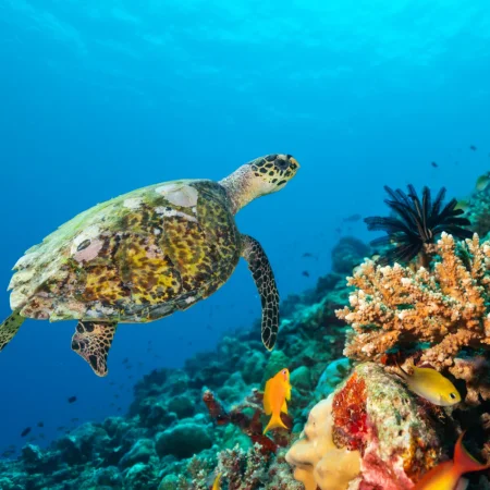 A sea turtle swimming near colourful coral and fish underwater
